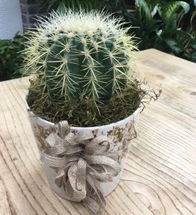 karasu çiçekçilik hediye kaktüs