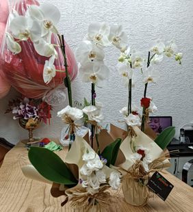 karasu çiçek ferizli nikah orkide