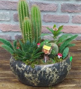 karasu çiçekçilik saksı kaktüs aranjman