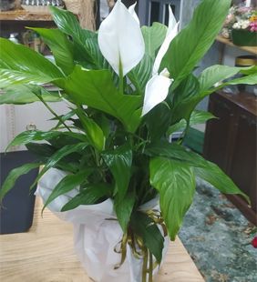 karasu çiçekçilik saksı beyaz zambak