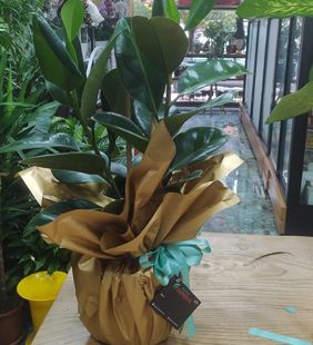 karasu çiçekçilik saksı yuka çiçeği