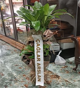 karasu çiçekçilik ofis hediye saksı