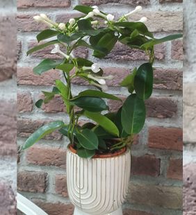 karasu çiçek yasemen