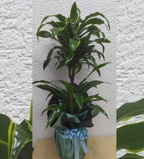 karasu çiçekçilik saksı yuka çiçeği