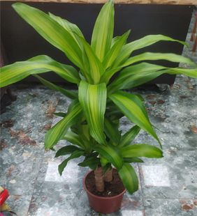 karasu çiçekçilik saksı ii köklü yuka