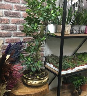 karasu çiçekçilik saksı çiçek kolleksiyonu