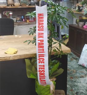 karasu çiçekçilik saksı şebboy